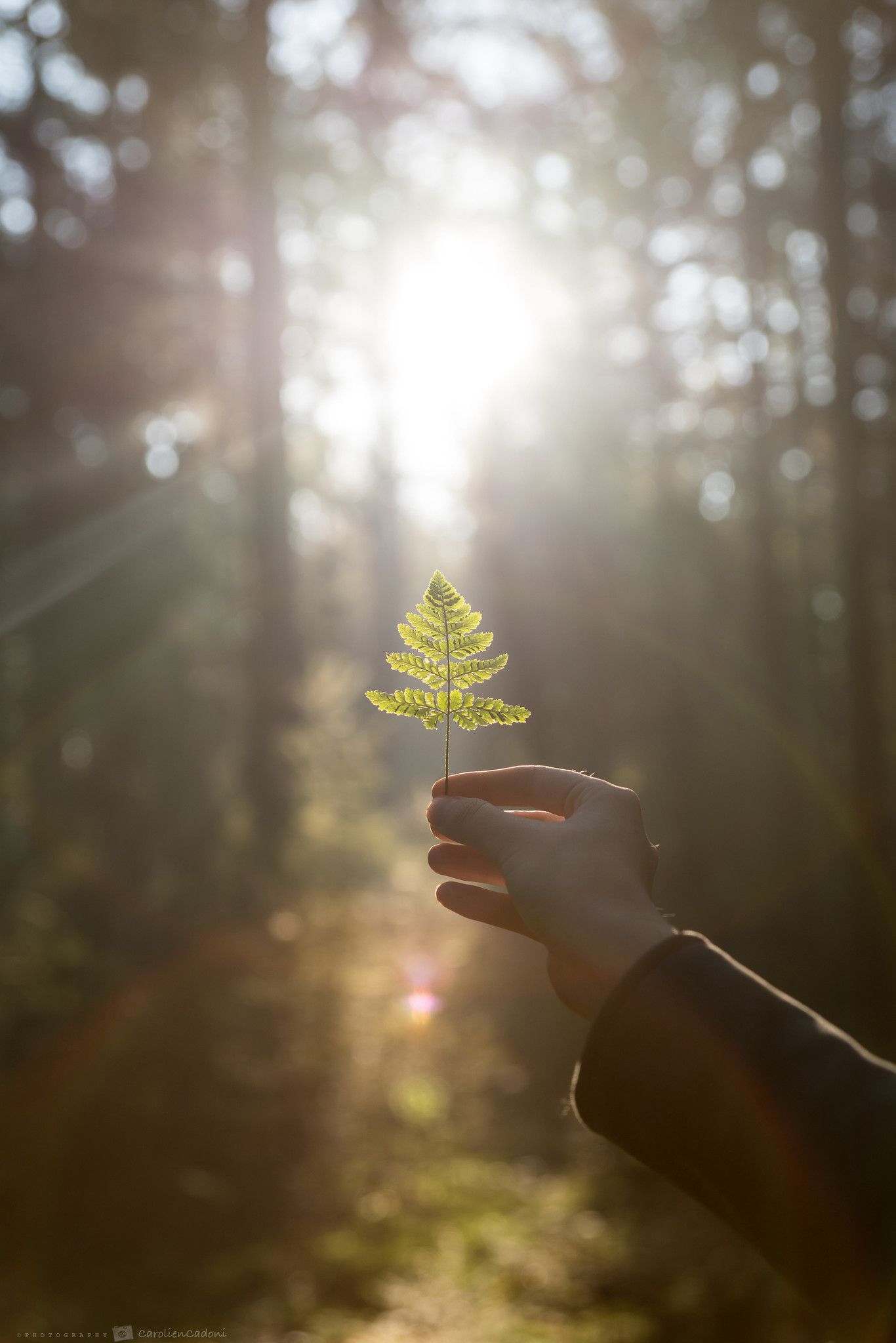 hoja tomada con la mano que inspira naturaleza